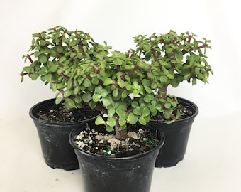 Dwarf Green Jade Pre-Bonsai: Portulacaria Afra Succulent in 6" Pot