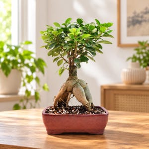 May include: A Ficus ginseng bonsai tree with a thick, bulbous, light brown trunk and vibrant green oval leaves. The plant is potted in a rectangular, deep red ceramic container filled with dark soil and small white pebbles.