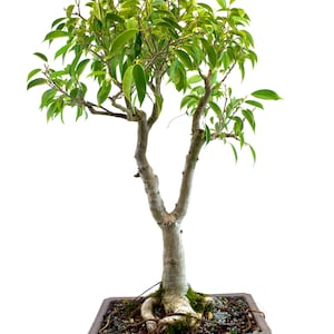 Oriental Ficus Pre-Bonsai Tree: Banyan Style Indoor Starter - 11.25&quot; Pot