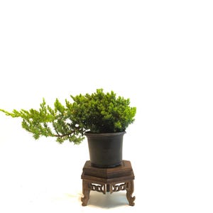 May include: A small bonsai tree with vibrant green foliage in a dark pot. The pot sits on a decorative, dark wooden stand with carved details. The background is plain white.