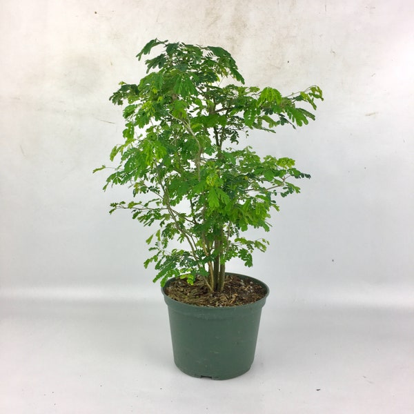 Bonsai live Tree Brazilian Rain Tree forest in a 6" grow pot, indoor or outdoor plants, Nyctinastic, House Warming Unique holiday gift