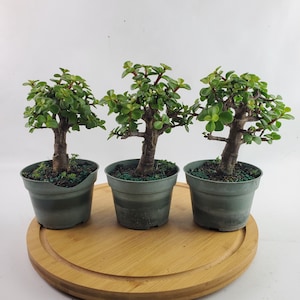 May include: Three small green jade plants in brown pots on a wooden surface. The plants are all trimmed and shaped like bonsai trees.