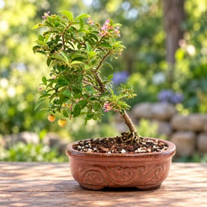 May include: A bonsai tree with green leaves, small pink flowers, and two yellow fruits planted in a round, reddish-brown ceramic pot featuring an embossed swirling pattern along the exterior base and filled with dark soil and small white stones.