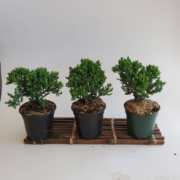 Juniper Bonsai Tree Etsy