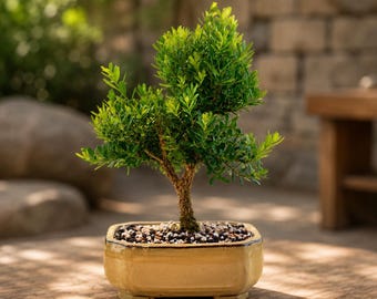 Green Prince Cedar of Lebanon Bonsai Windswept Fukinagashi Style 8