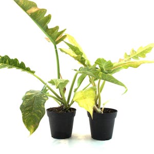 May include: Two potted plants with large, variegated leaves in shades of green and yellow. The plants are in small, black plastic pots against a white background. The leaves have a unique, textured appearance.