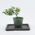 Dwarf Barbados Cherry Bonsai 4" - Live Flowering 'Malpighia Punicifolia' Tree