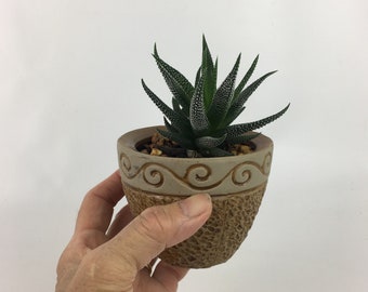 Haworthia fasciata Succulent in a round brown swirl pot indoor outdoor plant, small foliage, House warming, unique birthday holiday gift