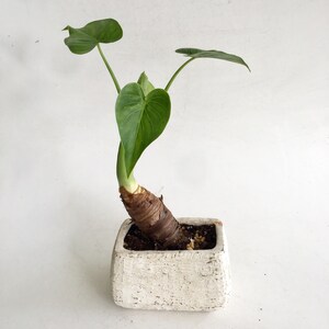 May include: A small potted plant with large, heart-shaped green leaves. The plant is in a square, off-white, textured pot. The stem is thick and brown, with the leaves reaching upwards. The background is plain white.
