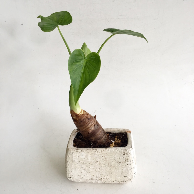May include: A small potted plant with large, heart-shaped green leaves. The plant is in a square, off-white, textured pot. The stem is thick and brown, with the leaves reaching upwards. The background is plain white.