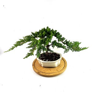 Juniper Live Bonsai Tree in 8&quot; Ceramic Pot - Juniper 5years old Procumbens Nana, Outdoor Bonsai lover unique gift