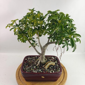 Dwarf Schefflera Bonsai Tree: Arboricola Luseane in 8&quot; Ceramic Pot