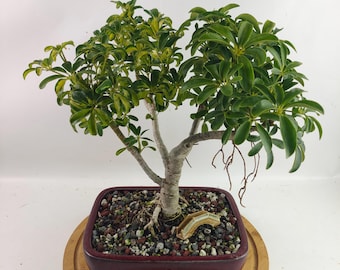 Dwarf Schefflera Bonsai Tree: Arboricola Luseane in 8" Ceramic Pot - Etsy