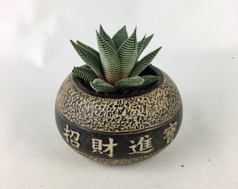 Haworthia fasciata Succulent in a round black Chinese pot indoor outdoor plant, small foliage, House warming, unique birthday gift