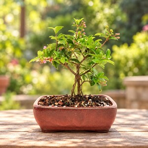 May include: A small bonsai tree with green leaves and tiny pink flower buds planted in a rectangular, reddish-brown ceramic pot. The tree has a thin, braided trunk and is filled with dark soil mixed with small white pebbles.