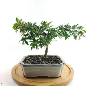 Live bonsai Barbados Cherry tree blossom pink flower fruit tree miniature cherries edible in a 7&quot; Bonsai pot, Housewarming unique gift