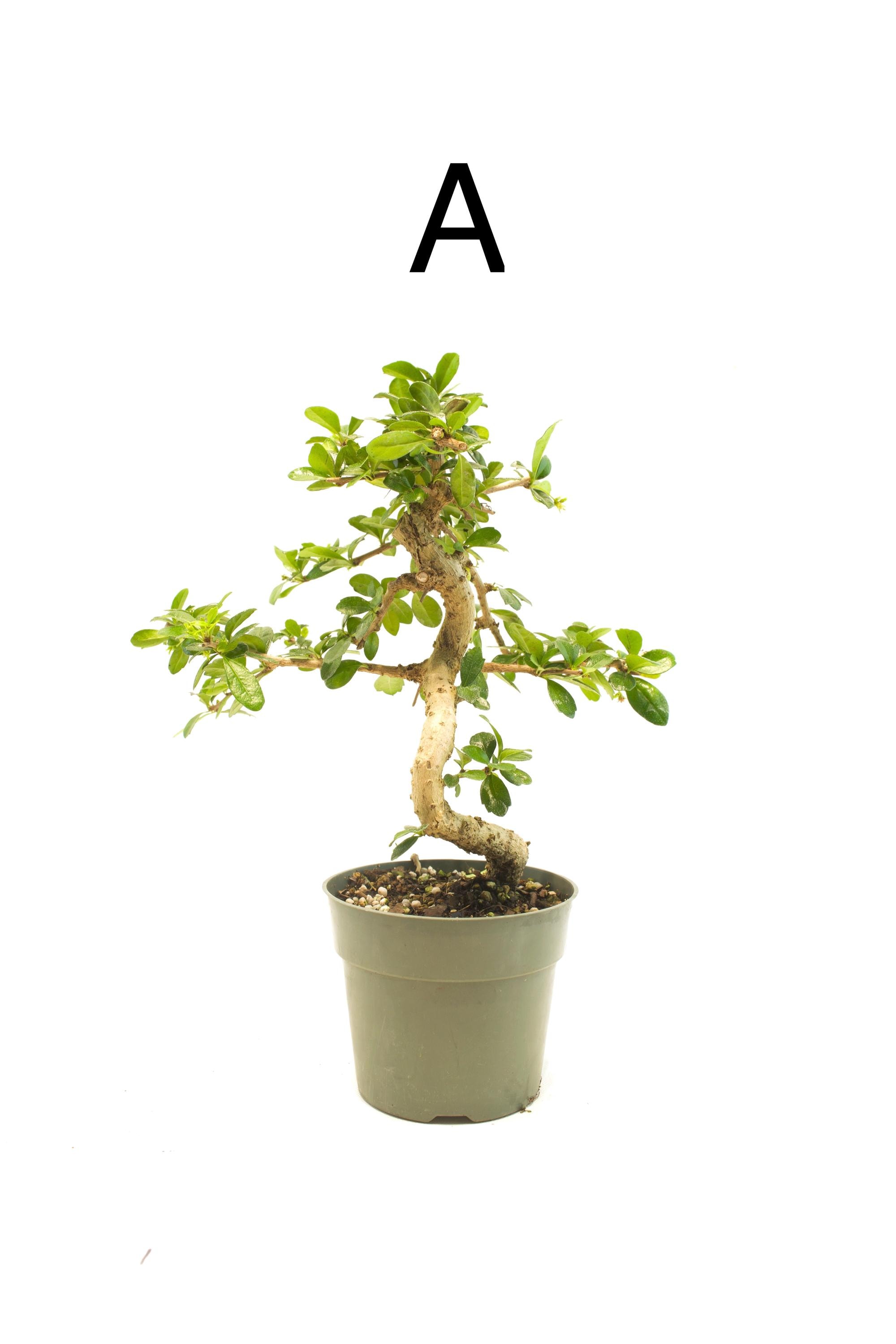 Fukien Tea Bonsai Tree 5" Pot - Carmona Retusa Indoor Plant - Etsy