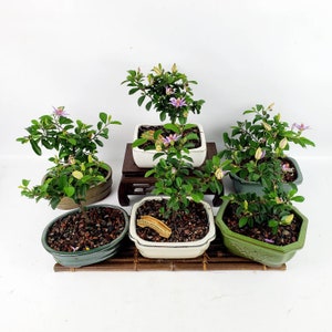 Grewia Caffra Live Bonsai Tree in a 6 Bonsai Pot, Purple Flowering, Lavender Star Flower, Unique Gift image 5