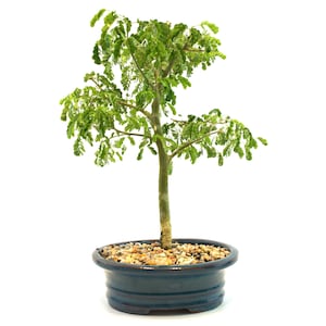 Live Bonsai Brazilian Rain Tree Pithecellobium tortum in a 7&quot; Bonsai pot indoor or outdoor plants formal upright style unique gift