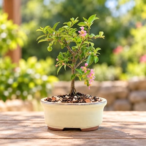 May include: A small bonsai tree with green leaves, pink flowers, and a single green fruit planted in a shallow, cream-colored ceramic pot filled with dark soil and small white stones, showcasing a textured trunk and delicate branches.