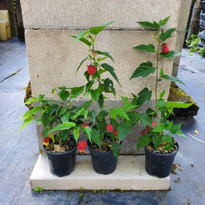 May include: Three potted plants with vibrant green leaves and bright red, bell-shaped flowers. The plants are in black plastic pots, set against a concrete block background. The plants are in various stages of bloom.