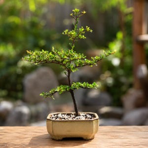 May include: A small bonsai tree with a thin, dark brown trunk and vibrant green leaves, planted in a light beige, hexagonal ceramic pot. The soil surface is covered with small white and dark gray pebbles, creating a clean, structured appearance.