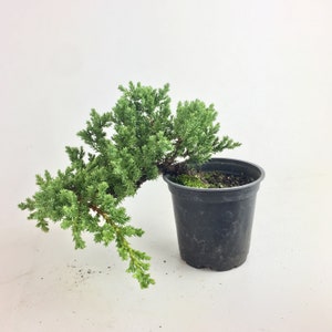 Juniper live Bonsai live Tree in 4&quot; grow pot, Informal Upright, wind swift, semi cascad Style, outdoor plant, Housewarming and  Unique gift