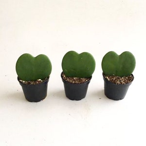 May include: Three small heart-shaped succulent plants in black pots. The plants are green and have a heart-shaped leaf.
