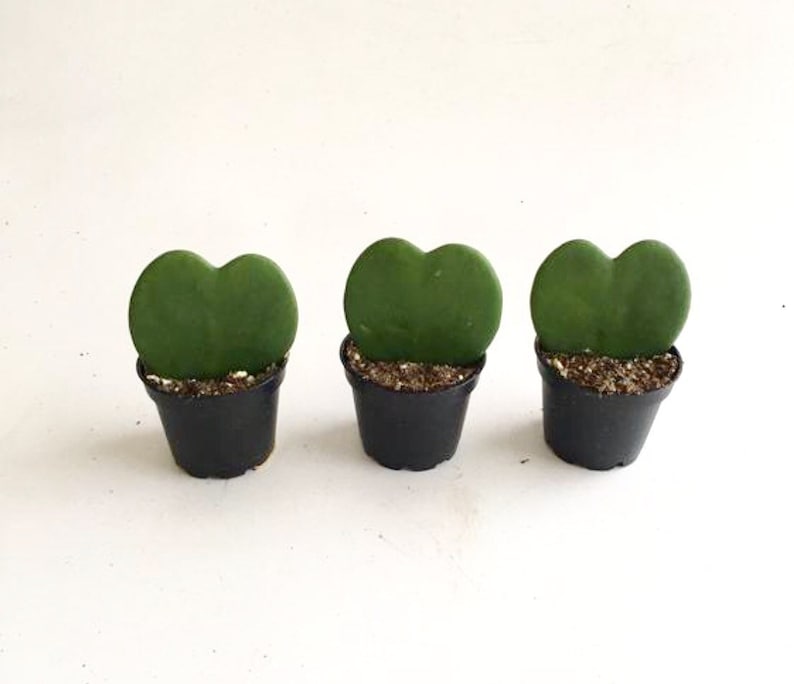 May include: Three small heart-shaped succulent plants in black pots. The plants are green and have a heart-shaped leaf.