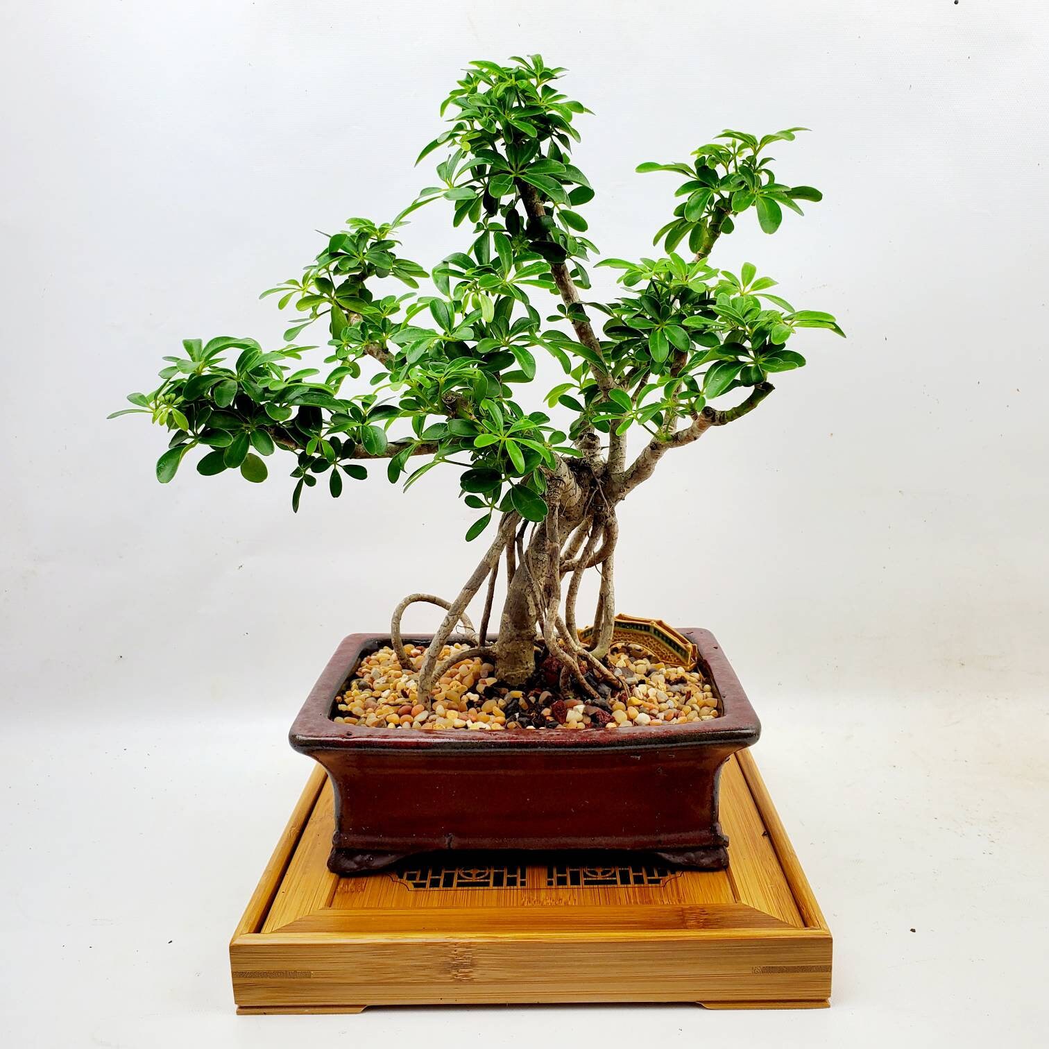 Live Bonsai Tree Dwarf Schefflera in a 8 Bonsai Pot With Etsy