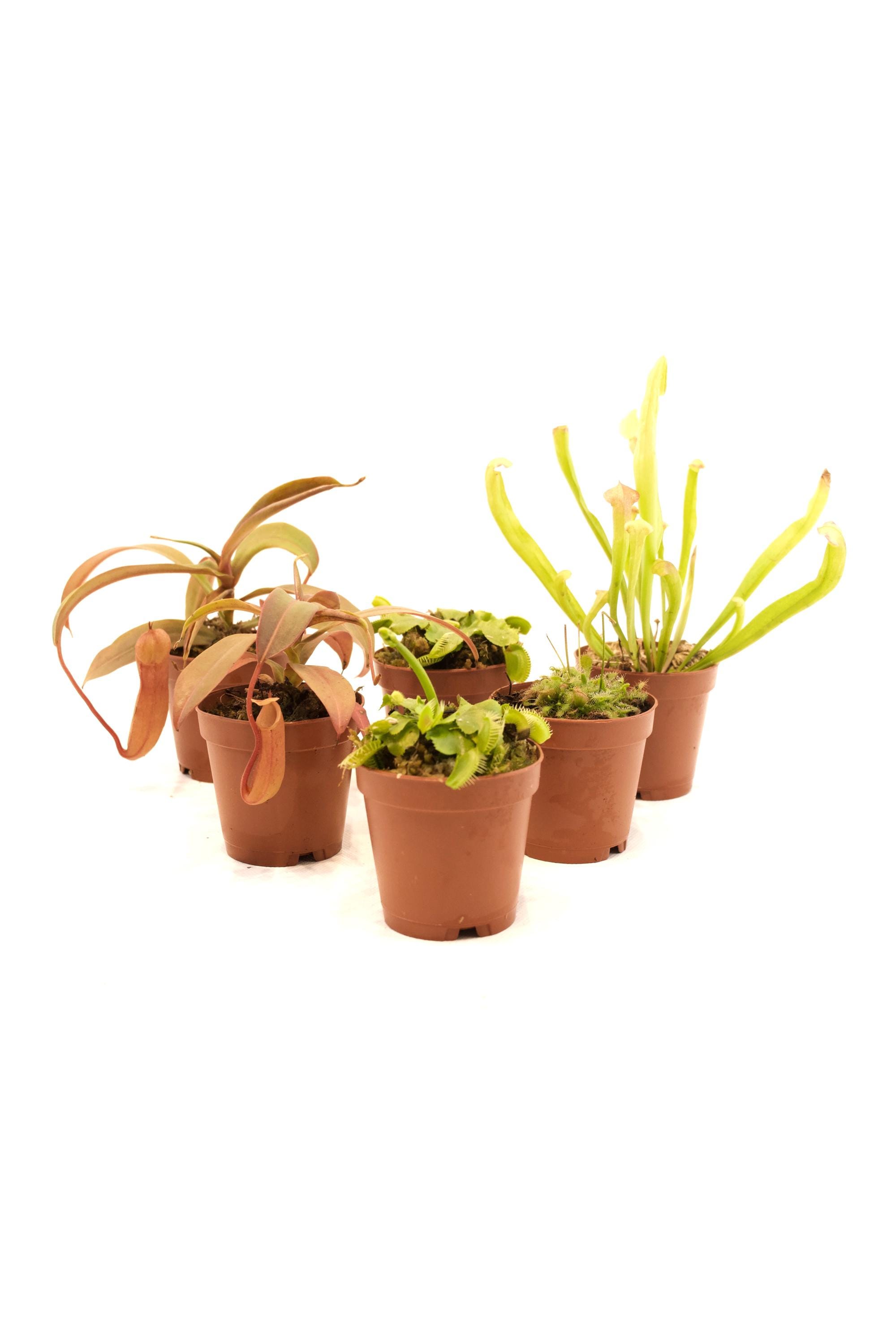 Carnivorous Plant Set Assortment in 2" Pots - Indoor Plants, Dish ...