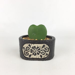 Hoya Kerrii Heart in a floral pot, indoor outdoor sweet heart plant succulent Cactus bright area, great for your Sweet Heart, unique gift image 1