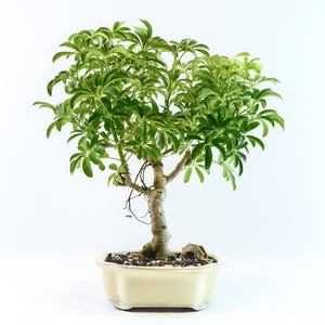 Variegated Schefflera Bonsai Tree: Arboricola &#39;Luseane&#39; in 8&quot; Red Ceramic Pot