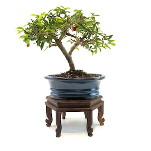 Barbados Cherry Bonsai – Live Flowering Tree with Pink Blossoms & Edible Fruit |7&quot; Dark Blue Ceramic Pot | Indoor/Outdoor Gift for Gardeners