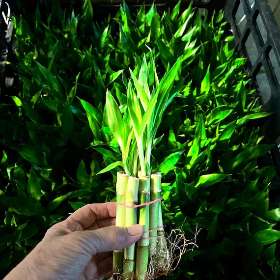 Lucky Bamboo Indoor Plant: 6" Straight Stalks, Group of 10 - Etsy