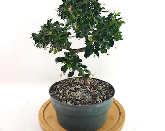 Fukien Tea Bonsai Tree: S-shaped Indoor Garden - Etsy