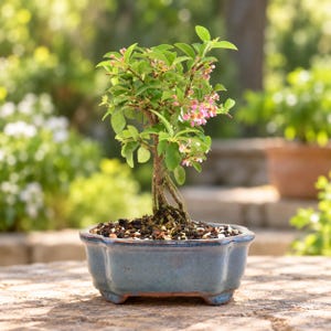 May include: A small bonsai tree with green leaves and delicate pink flowers planted in a rectangular, blue-glazed ceramic pot with a scalloped rim and small feet. The soil surface is covered with dark mulch and small light-colored stones.