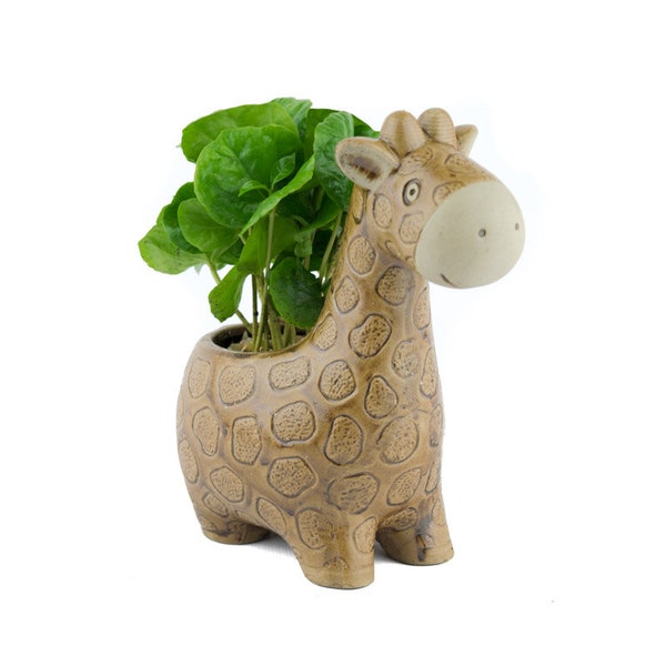 Giraffe Small Planter with Potted House Plants - Coffee Parlor Palm Polka Dot Lucky Bamboo and Fern - Unique Gift for Plant/Animal Lovers