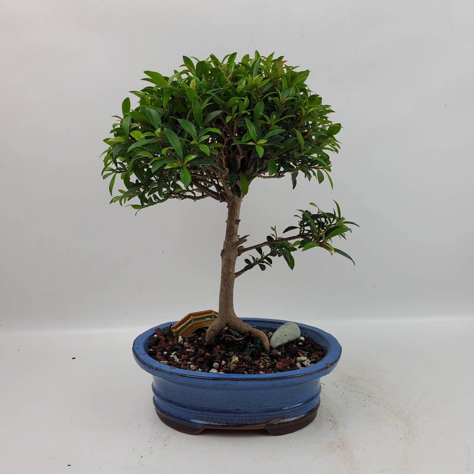 Bonsai Live Tree Global Brush Cherry Eugenia Myrtifolia in a Etsy