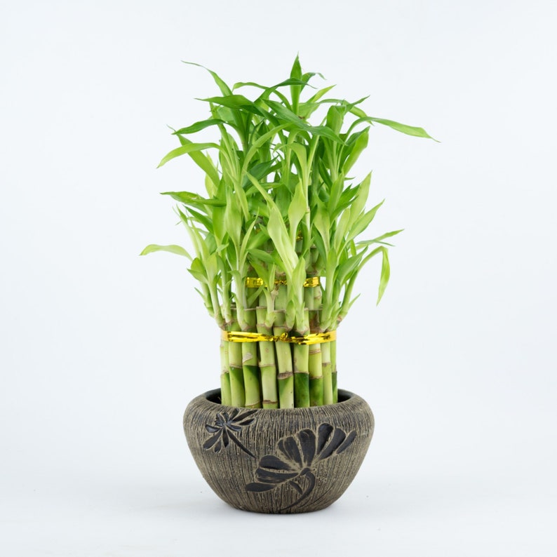 wedding deco Housewarming Unique birthday holiday gift Indoor plant Lucky Bamboo in a floral Pot planter