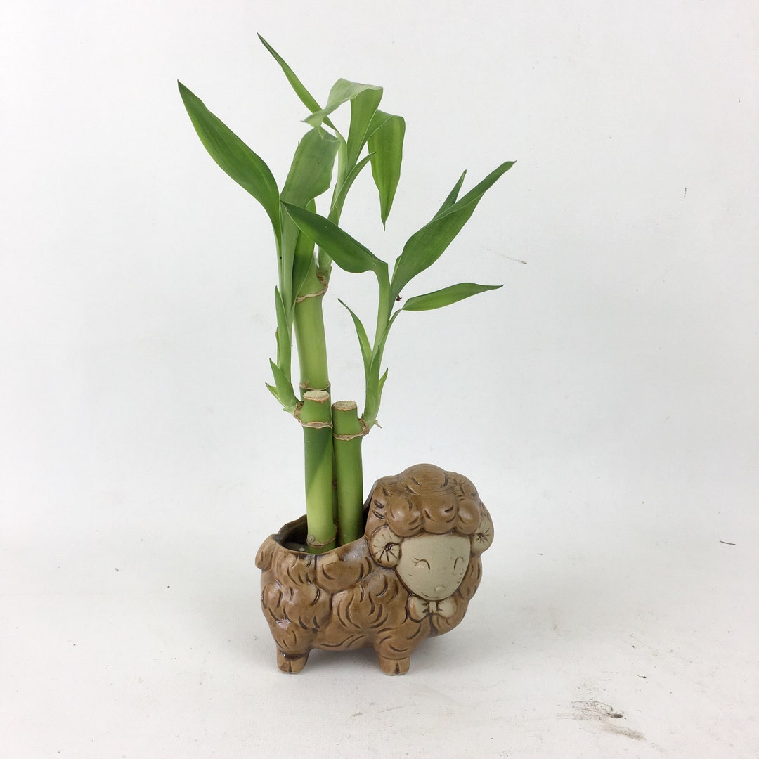 Lucky Bamboo Indoor Plant in a Cute Sheep /lamb Pot, Planter, Wedding