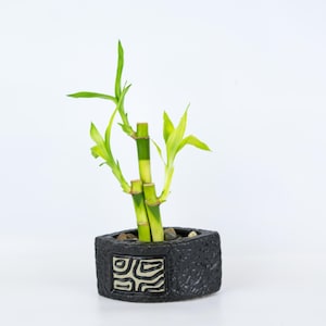 May include: A potted lucky bamboo plant with green stalks and leaves in a black ceramic pot with a white geometric design.