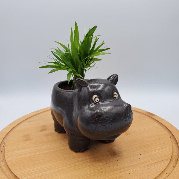 Hippo Planter with Potted House Plants - Coffee Parlor Palm Polka Dot Lucky Bamboo and Fern - Unique Gift for Plant/Animal Lovers