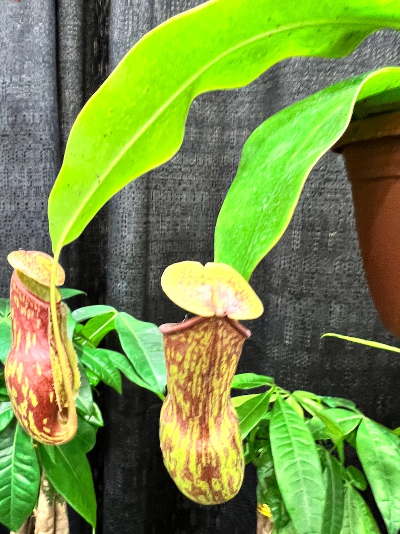 Nepenthes Carnivorous Asian Pitcher Plant in 4" Pot - Etsy