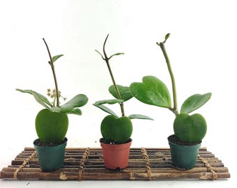 Hoya Kerrii Heart Succulent: Established Single-Leaf Cutting