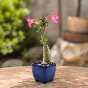 May include: A desert rose plant with a thick, light-colored succulent stem and green leaves, featuring two vibrant pink trumpet-shaped flowers. The plant is potted in a small, square, glossy dark blue ceramic container with four feet.