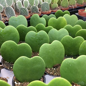 May include: A close-up of a group of heart-shaped succulent plants in small pots. The plants are a vibrant green color and have a smooth, fleshy texture.