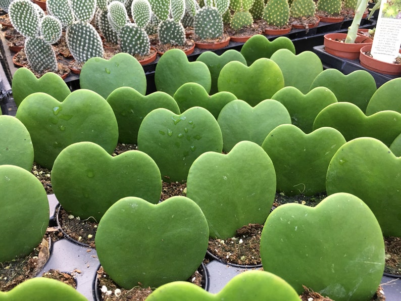 May include: A close-up of a group of heart-shaped succulent plants in small pots. The plants are a vibrant green color and have a smooth, fleshy texture.