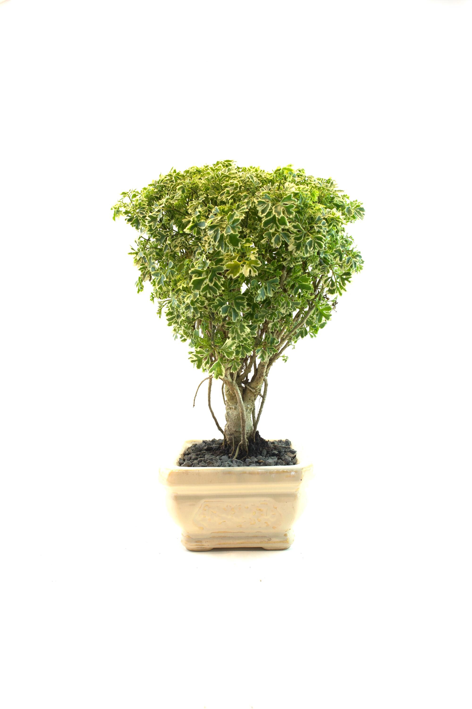 Snowflake Polyscias Fruticosa Snowflake Ming Aralia Bonsai Tree - Polyscias  Fruticosa - 2 Pack In 2 Pots, Live Houseplant