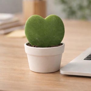 May include: A single heart-shaped green Hoya kerrii leaf planted in a small, matte white ceramic pot. The succulent leaf has a smooth, thick texture and is centered within the pot, which is filled with dark brown potting soil at the base.